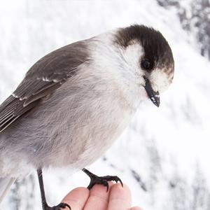 "I love Flying" by Bird