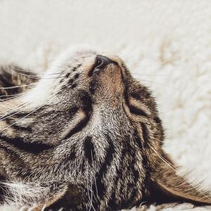 "Love my Sweet Home" by Cat