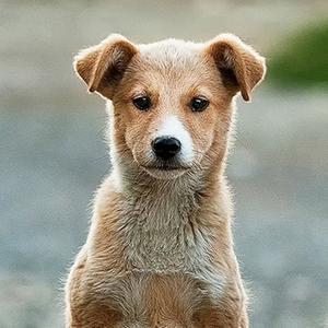 "Love my Sweet Home" by Dog