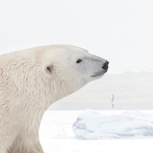 "I'm always Full" by Polar Bear