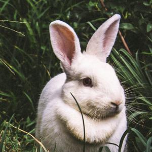 "Love me no Hurt" by Rabbit